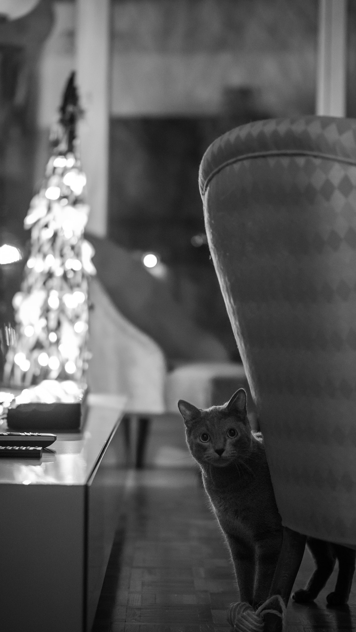 Panasonic Leica DG Nocticron 42.5mm F1.2 ASPH OIS sample photo. Christmas cat photography