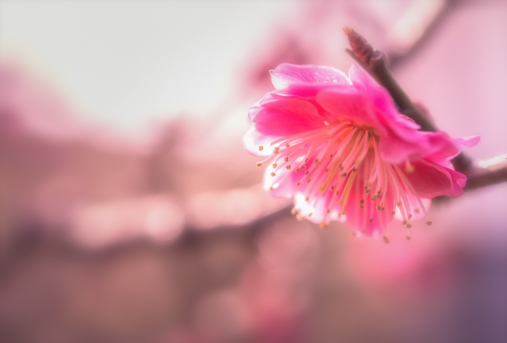Nikon AF-S Micro-Nikkor 60mm F2.8G ED sample photo. My plum photography