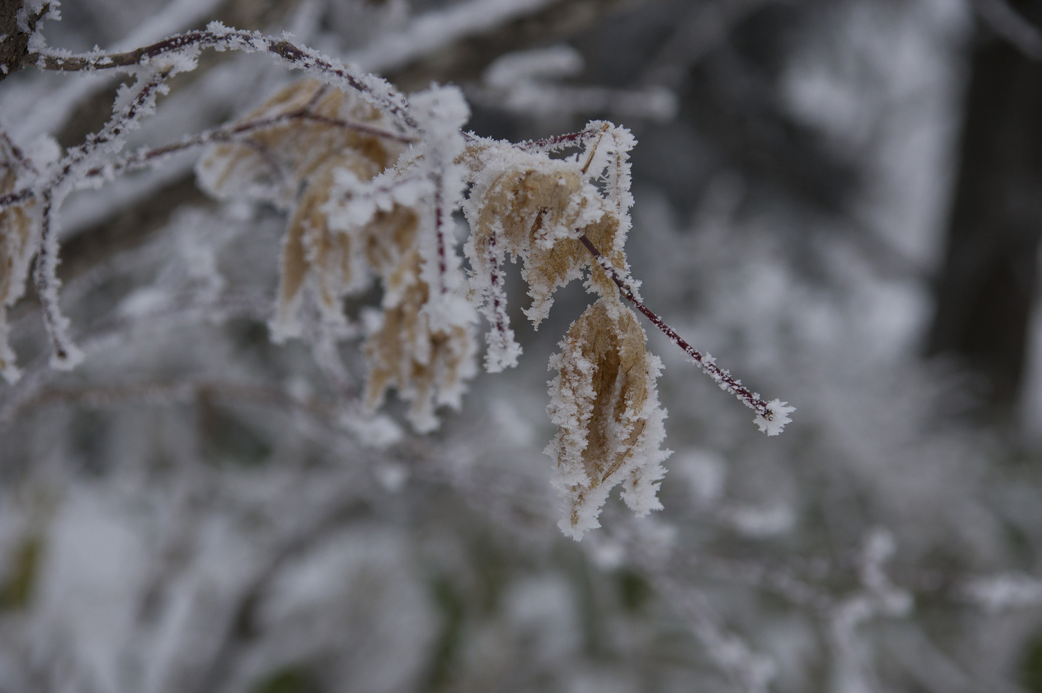 Sony Alpha DSLR-A550 sample photo