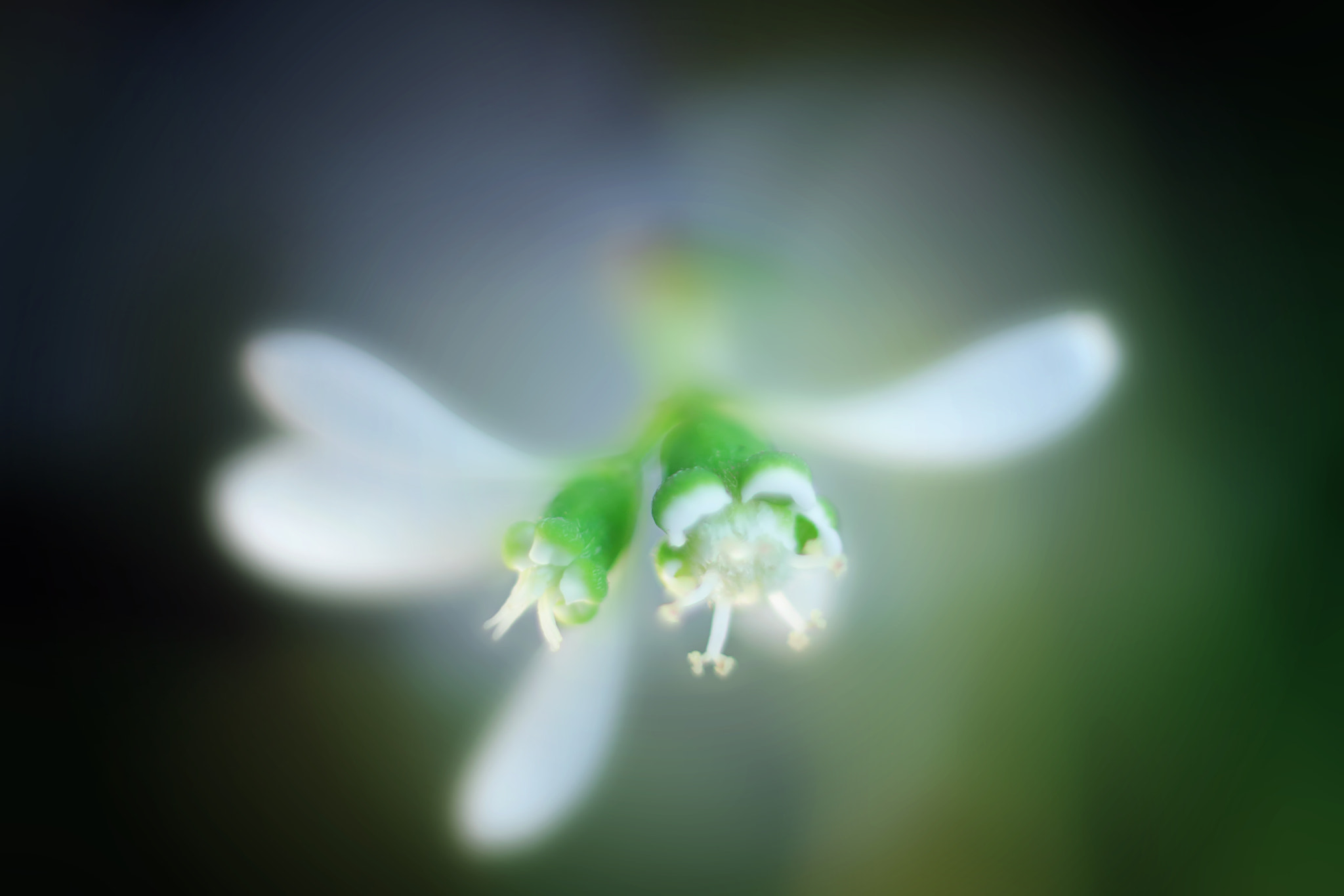 Canon EF 50mm F2.5 Macro sample photo. Waking up photography