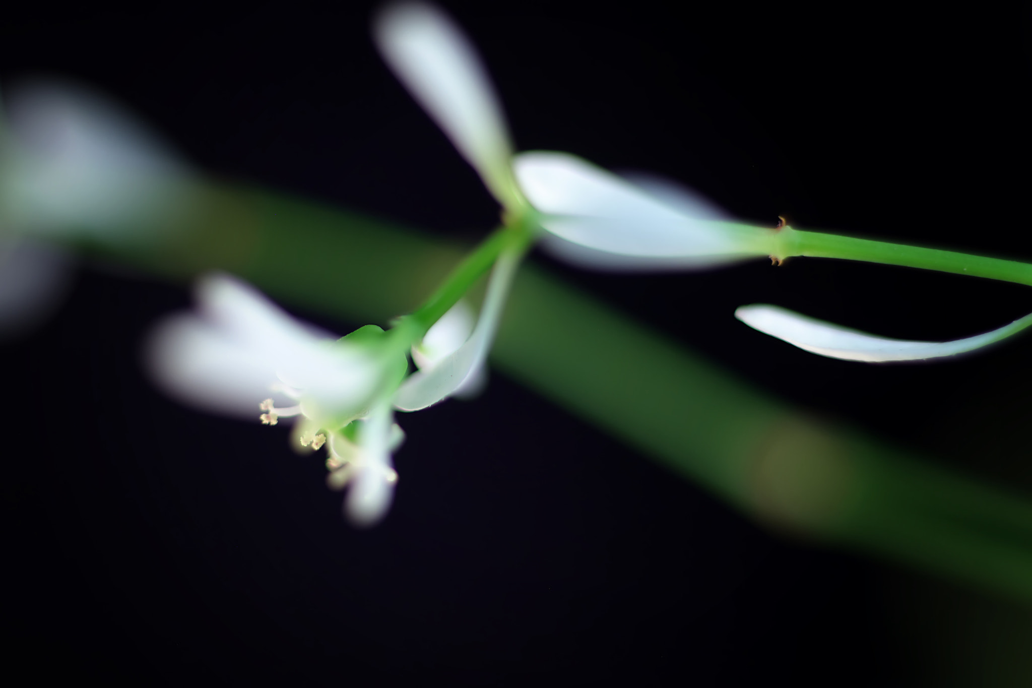Canon EF 50mm F2.5 Macro sample photo. Diamante photography