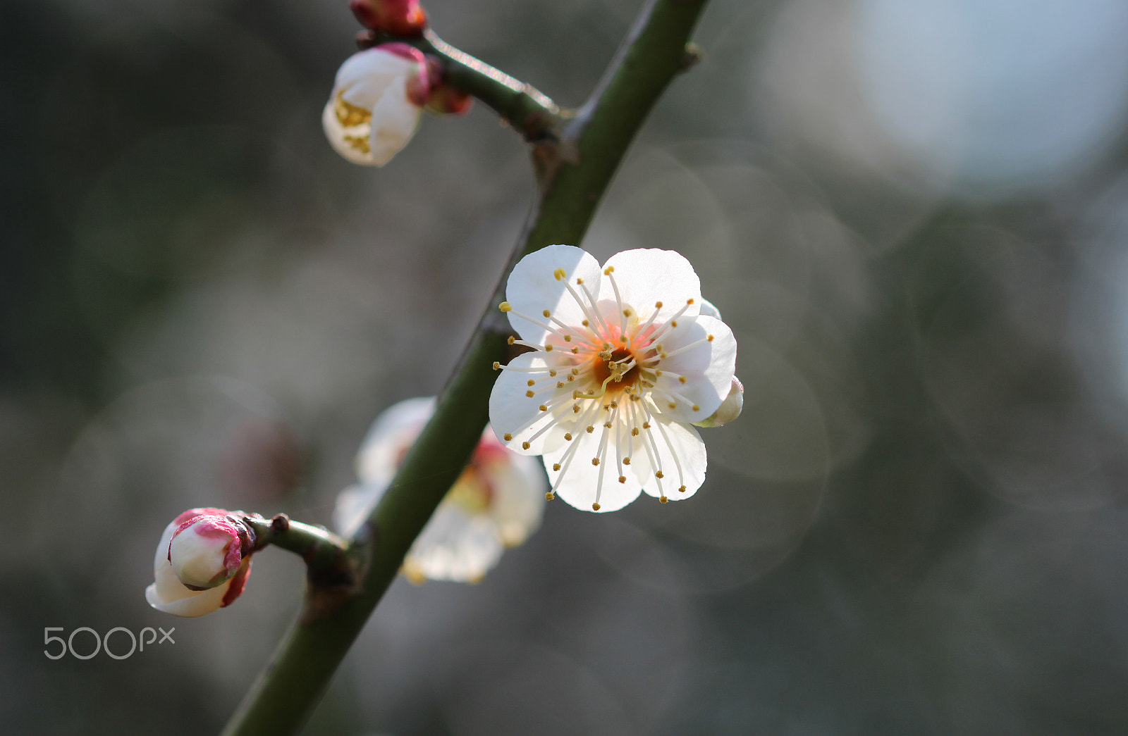 Sigma 105mm F2.8 EX DG OS HSM sample photo. Bokeh! photography