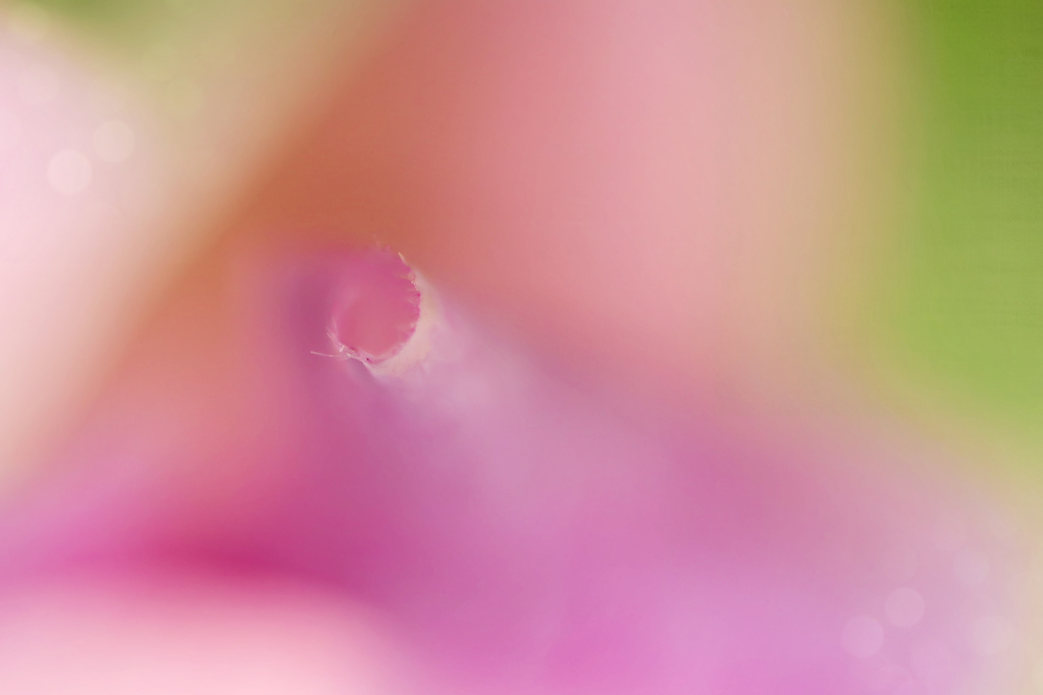 Canon EF 50mm F2.5 Macro sample photo. Getting to know you photography