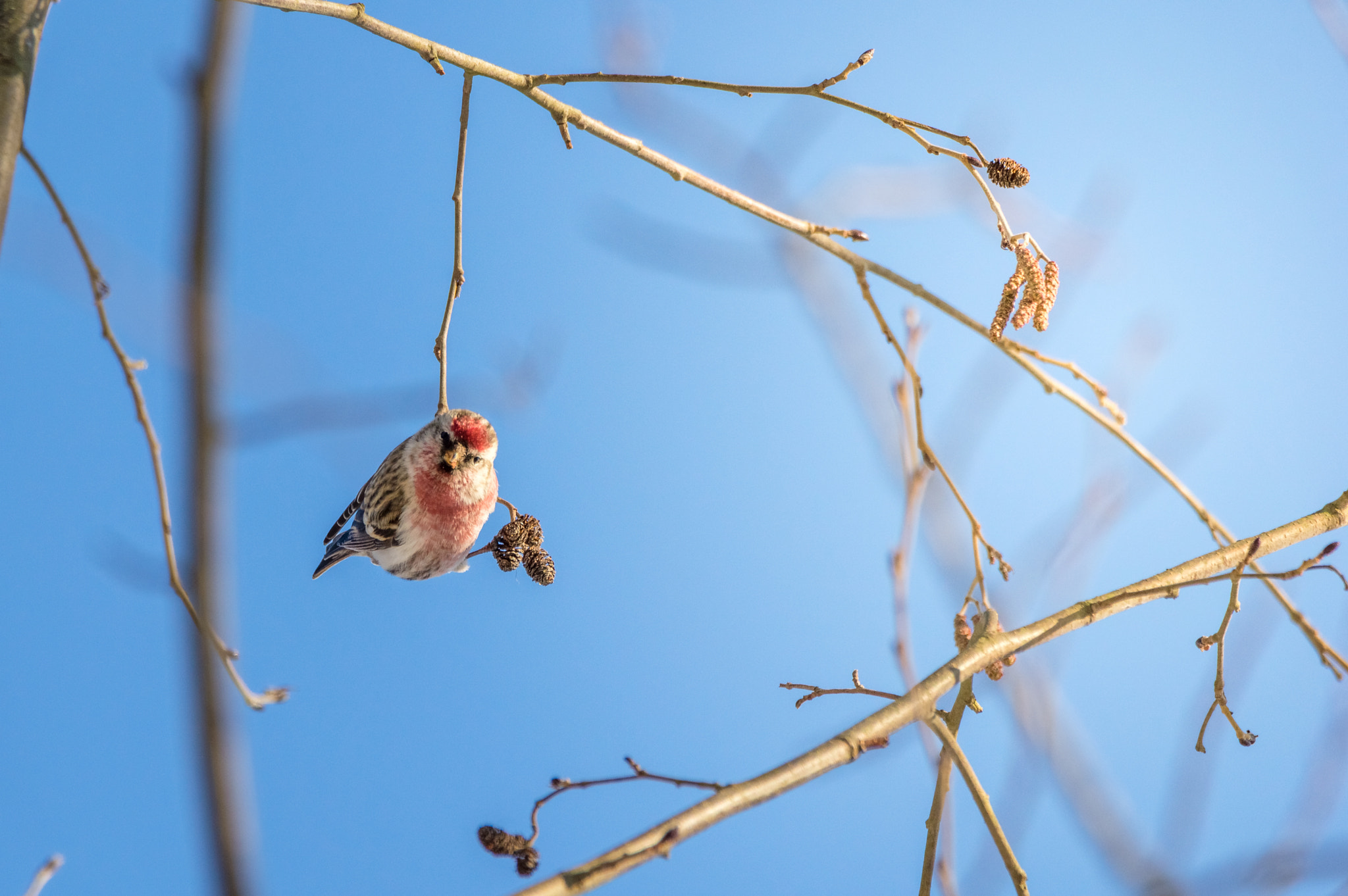 Sigma 150-600mm F5-6.3 DG OS HSM | C sample photo. Redpoll photography