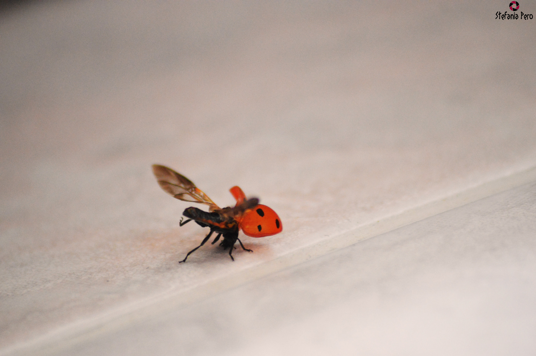 IX-Nikkor 60-180mm f/4.5-5.6 sample photo. Ladybug to take-off photography