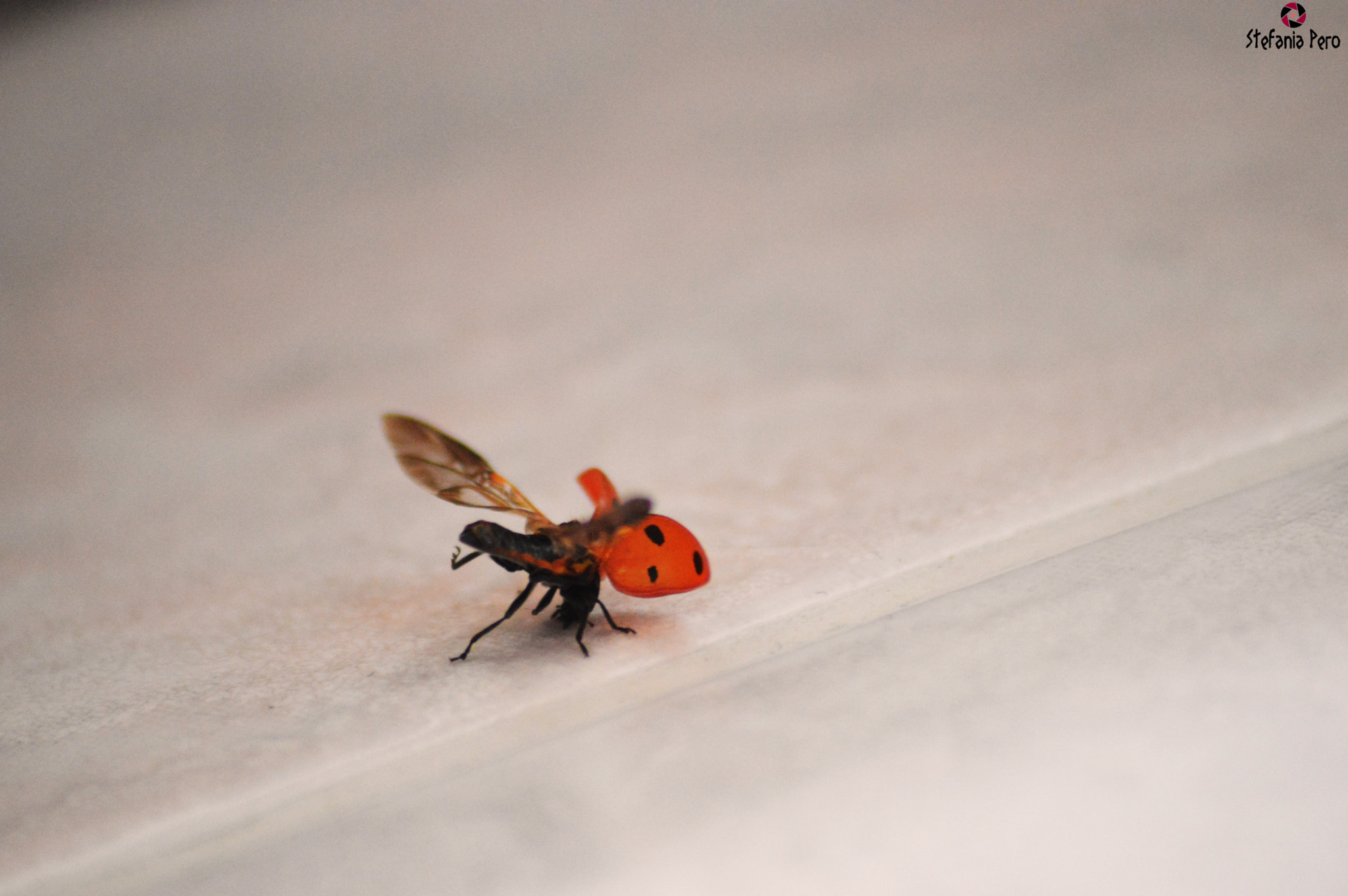 Nikon D3200 + IX-Nikkor 60-180mm f/4.5-5.6 sample photo. Ladybug to take-off photography