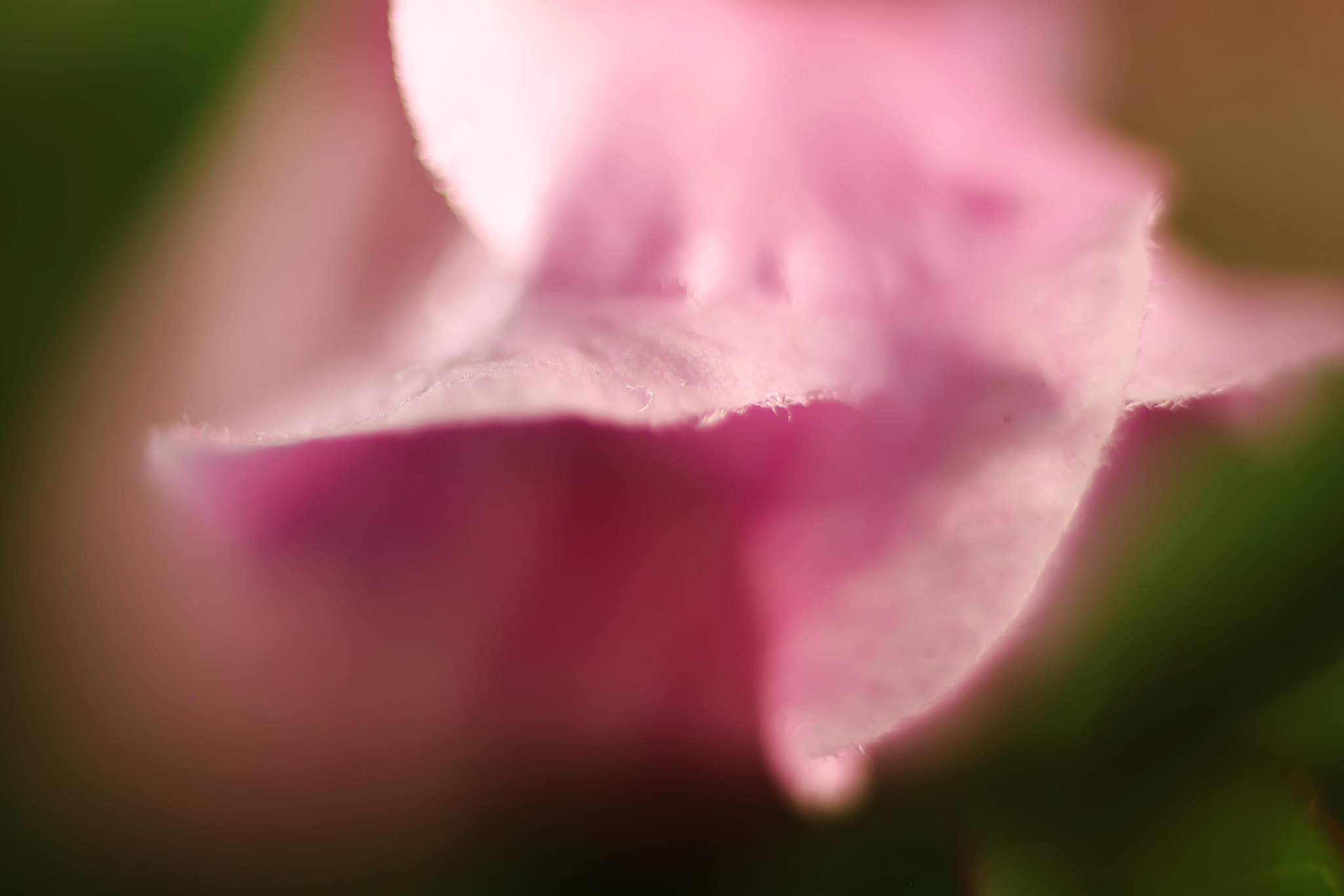 Canon EF 50mm F2.5 Macro sample photo. I could have danced all night photography