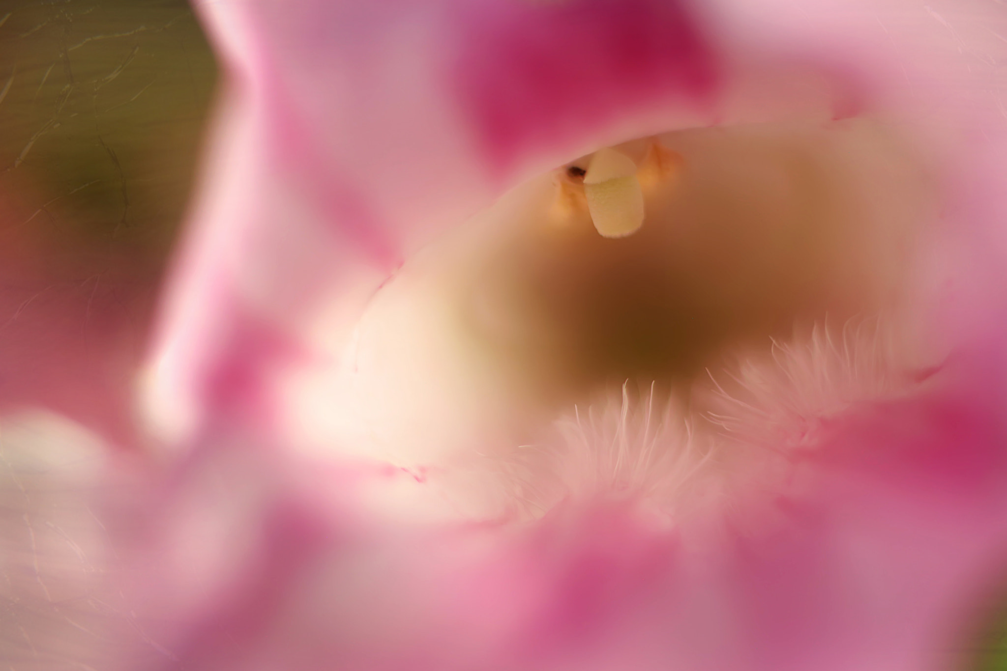 Canon EF 50mm F2.5 Macro sample photo. Defying gravity photography