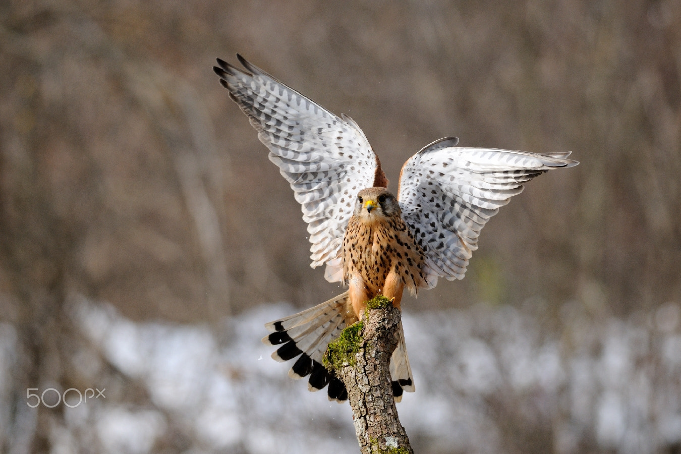 Nikon D300 + Nikon AF-S Nikkor 300mm F4D ED-IF sample photo. Wings up ii.. photography