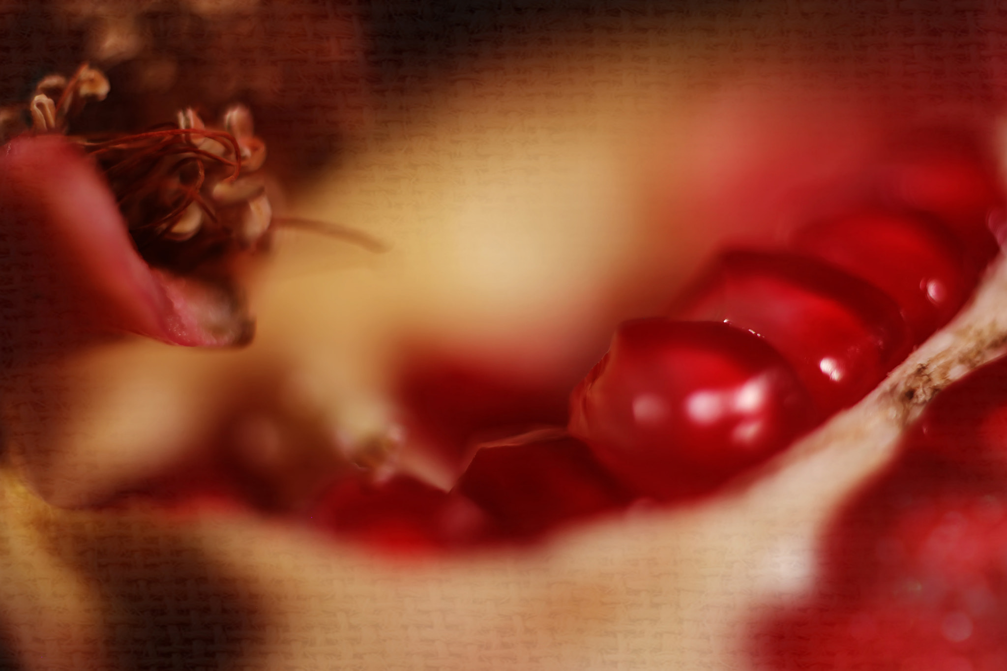 Canon EF 50mm F2.5 Macro sample photo. Jiang yanx photography