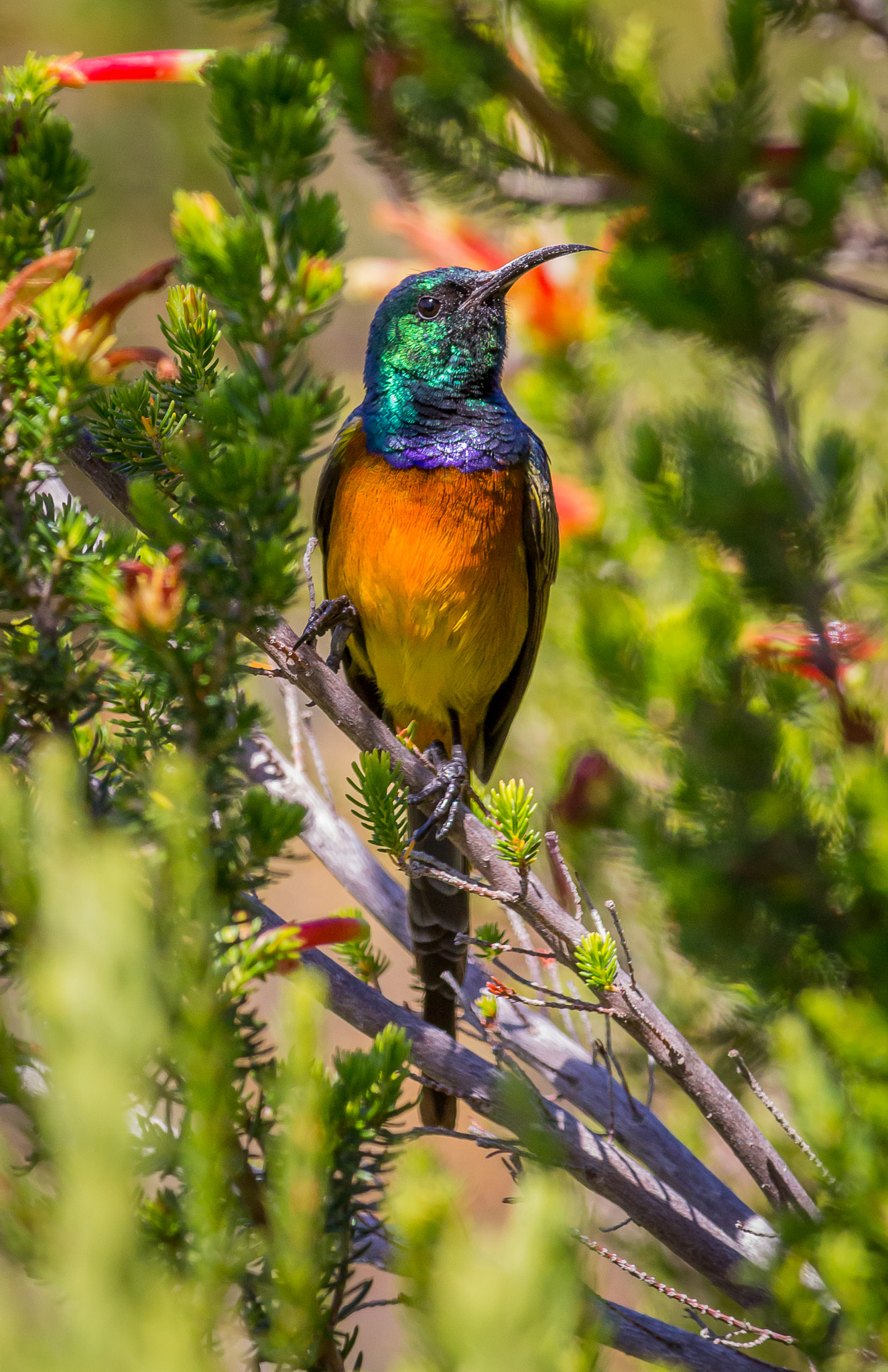 Canon EOS 1200D (EOS Rebel T5 / EOS Kiss X70 / EOS Hi) + Canon EF 400mm F5.6L USM sample photo. Orange breasted sunbird photography