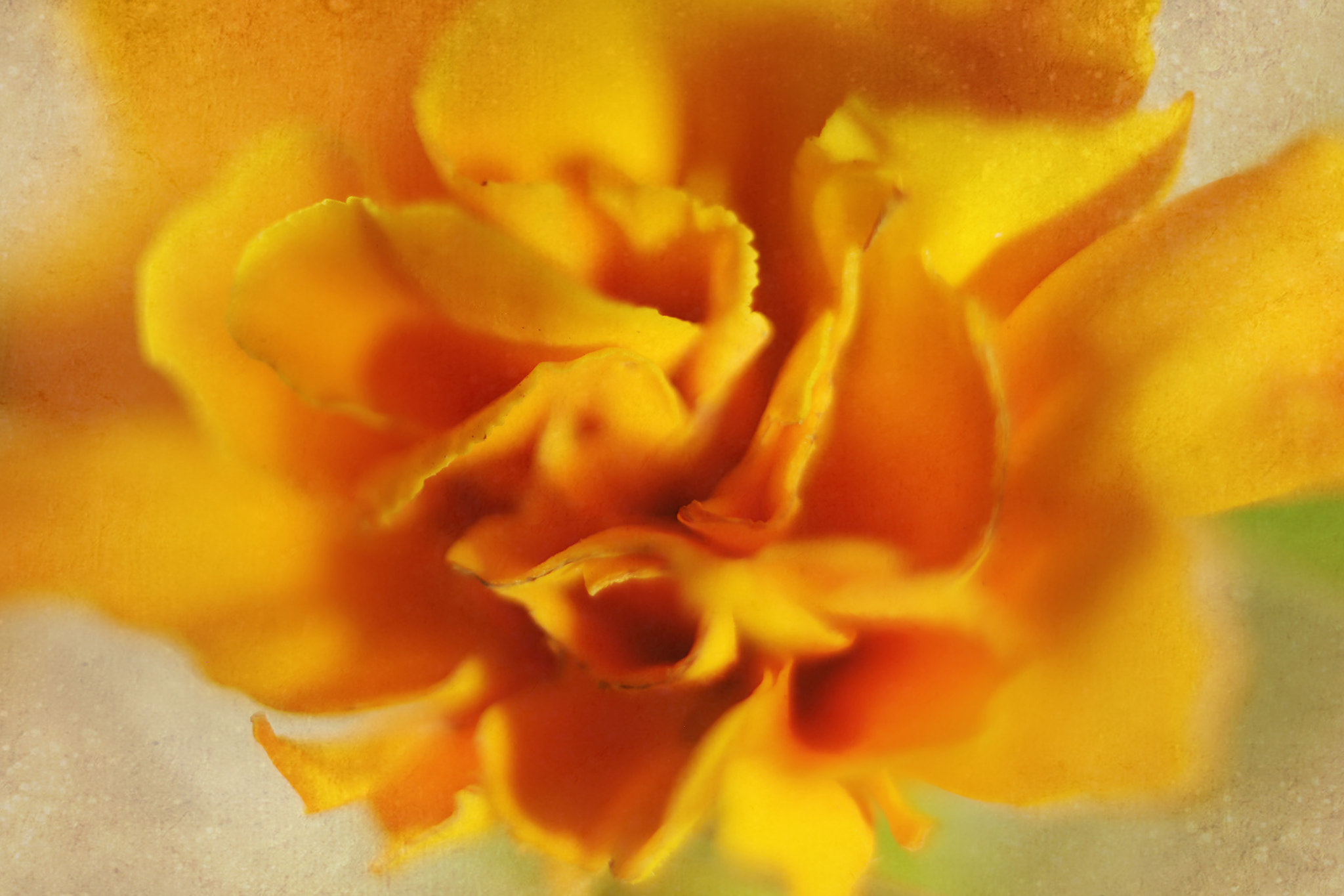 Canon EF 50mm F2.5 Macro sample photo. Antheia photography