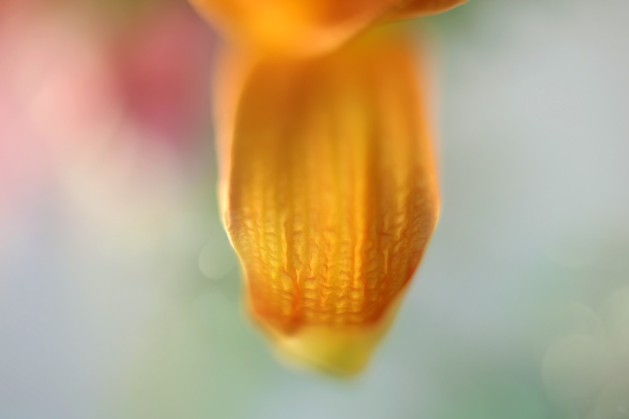 Canon EF 50mm F2.5 Macro sample photo. Xochipilli photography