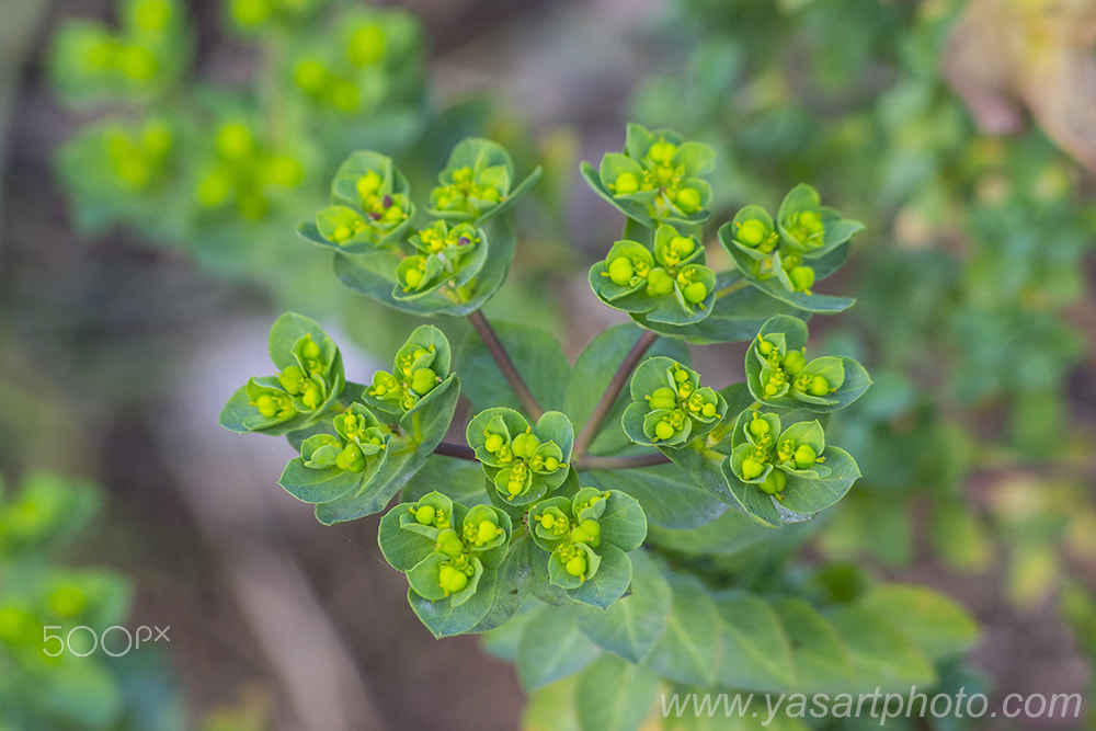 Nikon D3100 + AF Nikkor 70-210mm f/4-5.6 sample photo. Plantes verte photography