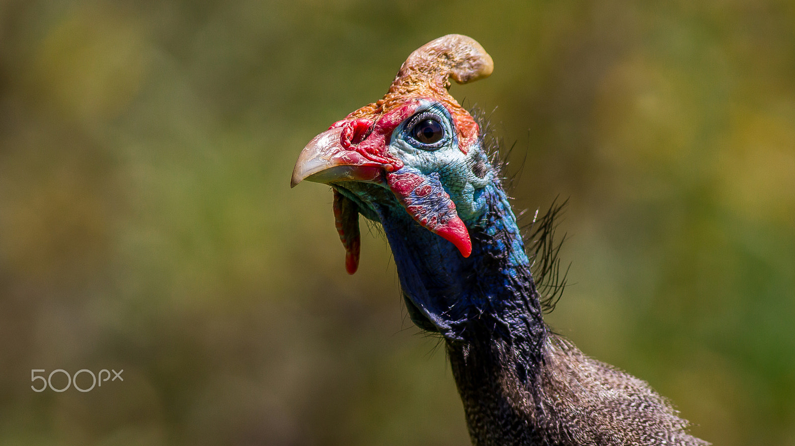 Canon EOS 1200D (EOS Rebel T5 / EOS Kiss X70 / EOS Hi) + Canon EF 400mm F5.6L USM sample photo. Guinea fowl photography