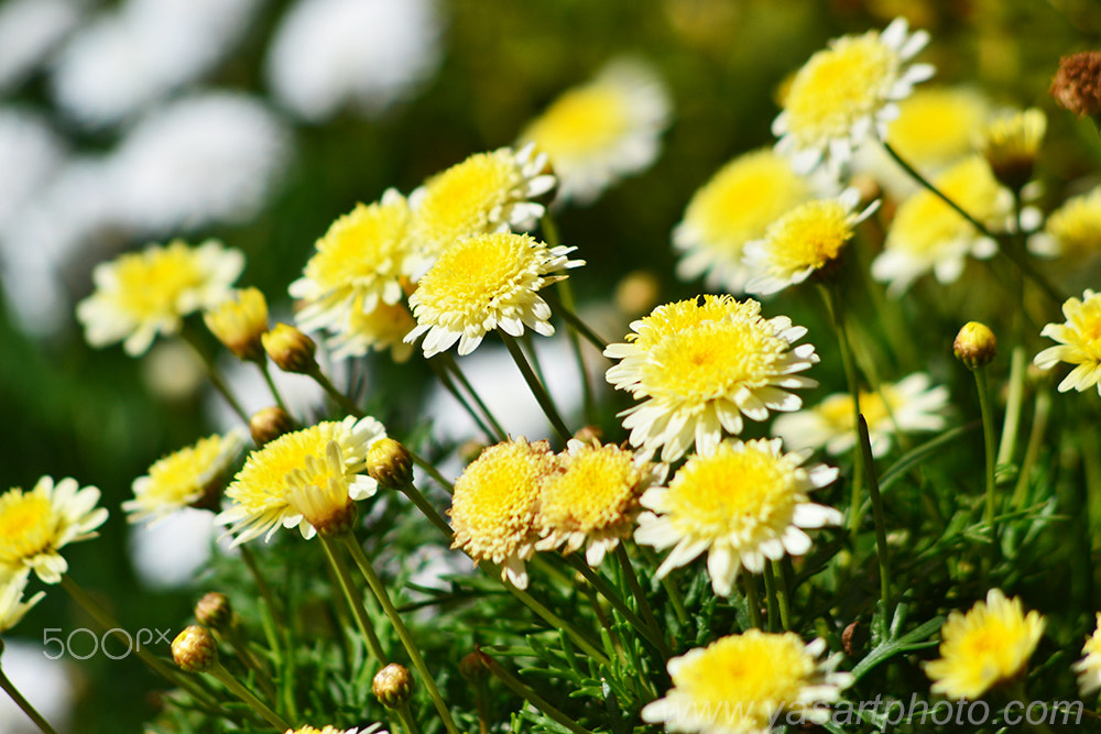 Nikon D3100 + AF Nikkor 70-210mm f/4-5.6 sample photo. Fleurs jaunes photography