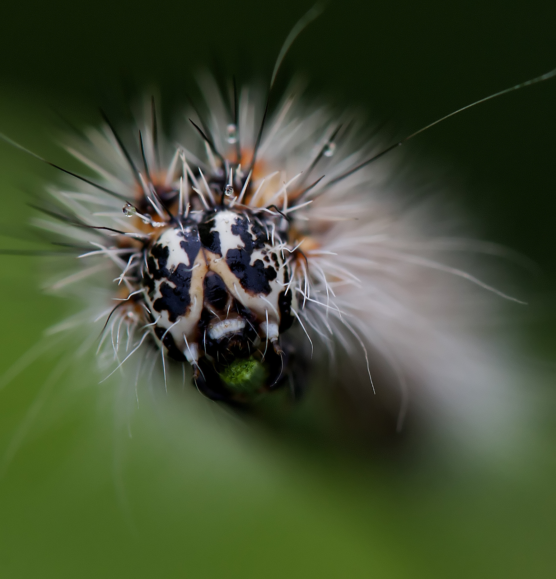 Tamron SP AF 180mm F3.5 Di LD (IF) Macro sample photo. Cat face photography