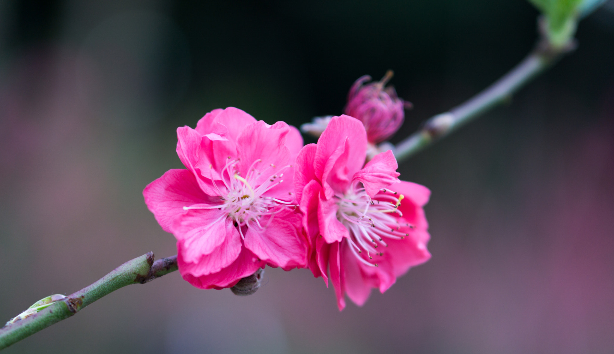 Sony a5100 + E 50mm F1.8 OSS sample photo. Peach photography