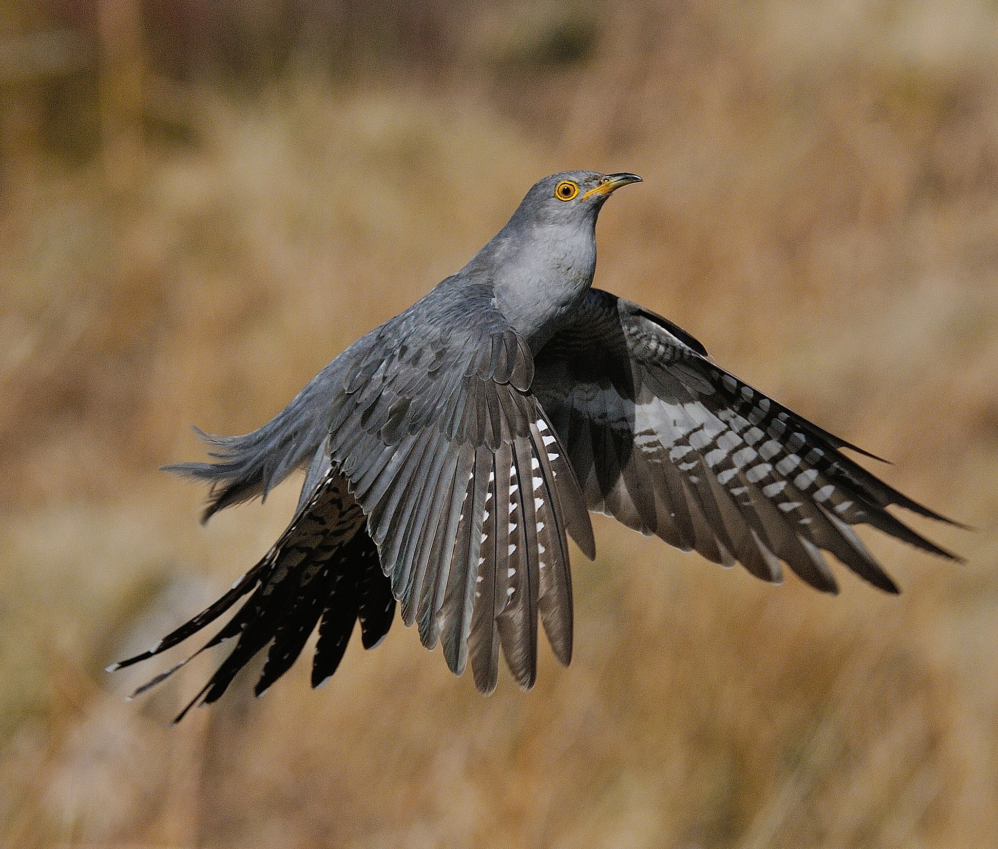 Sigma 120-300mm F2.8 EX DG HSM sample photo. Cuckoo photography