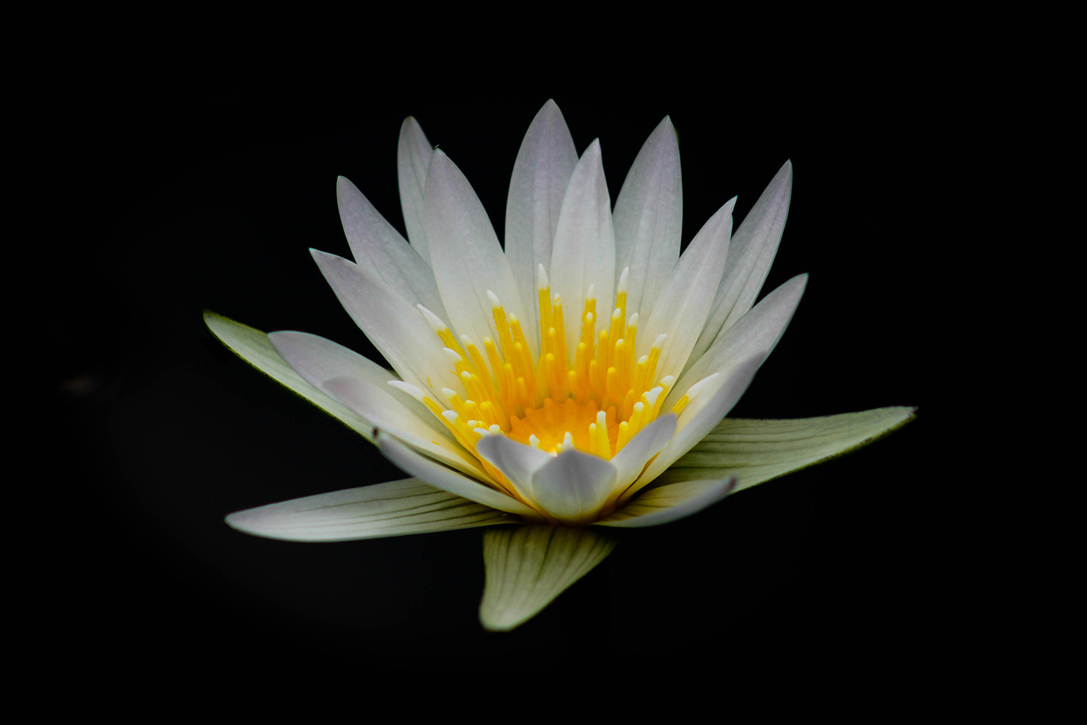 Canon EF 75-300mm f/4-5.6 USM sample photo. Dark and white photography