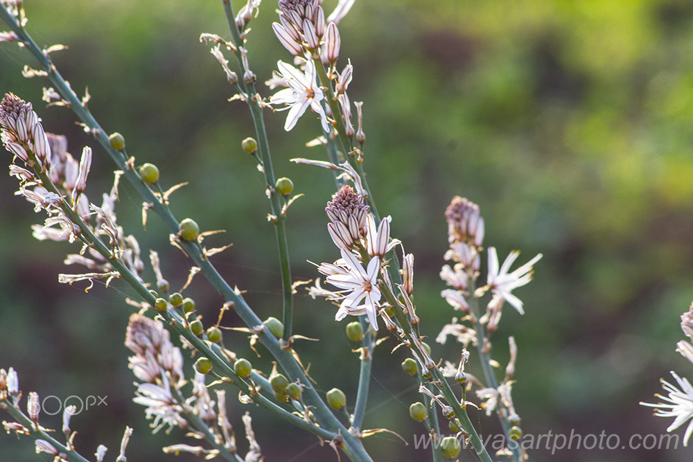 AF Nikkor 70-210mm f/4-5.6 sample photo. Plantes sauvages photography