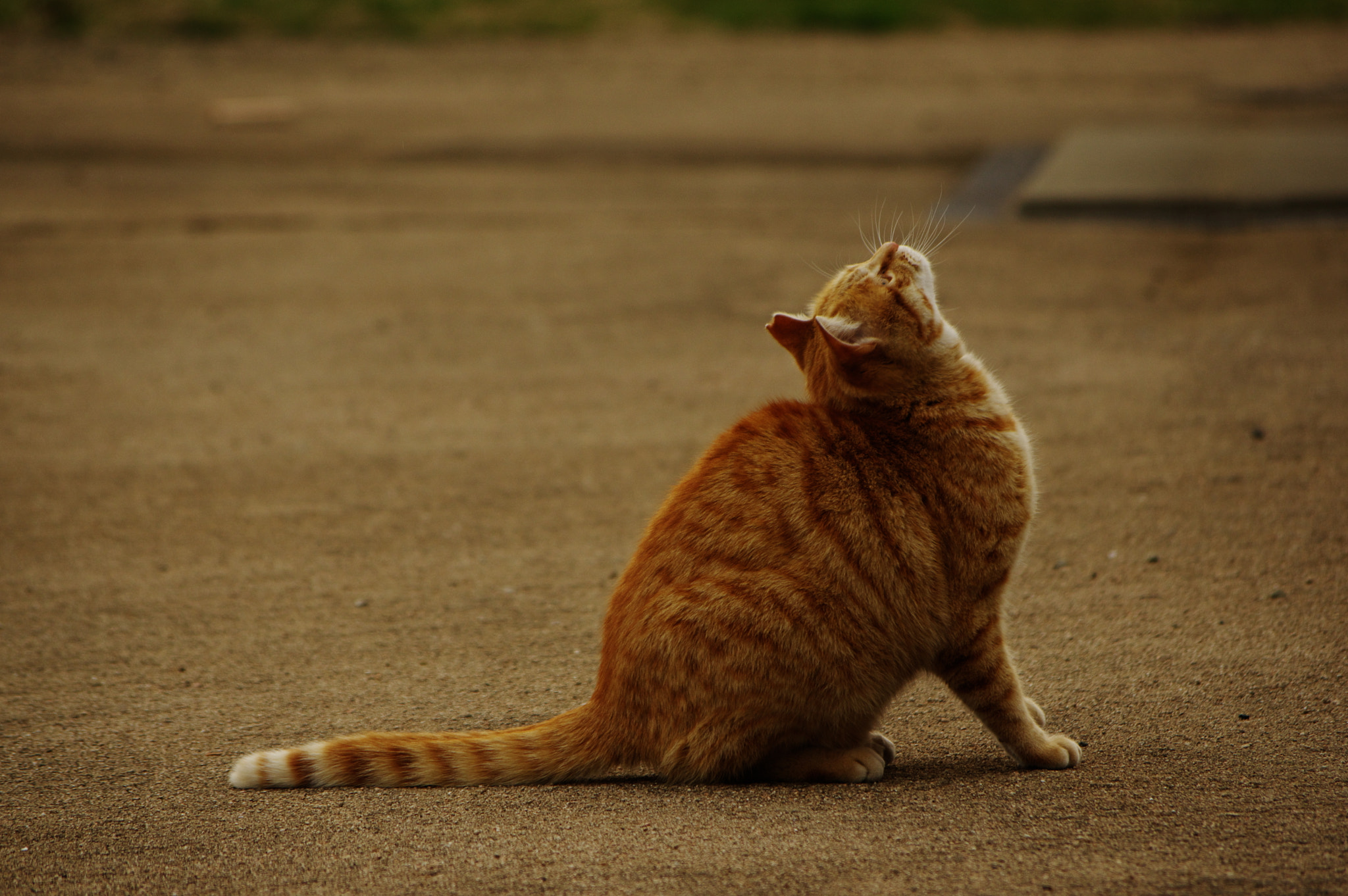 Pentax smc DA 50-200mm F4-5.6 ED WR sample photo. Pray photography