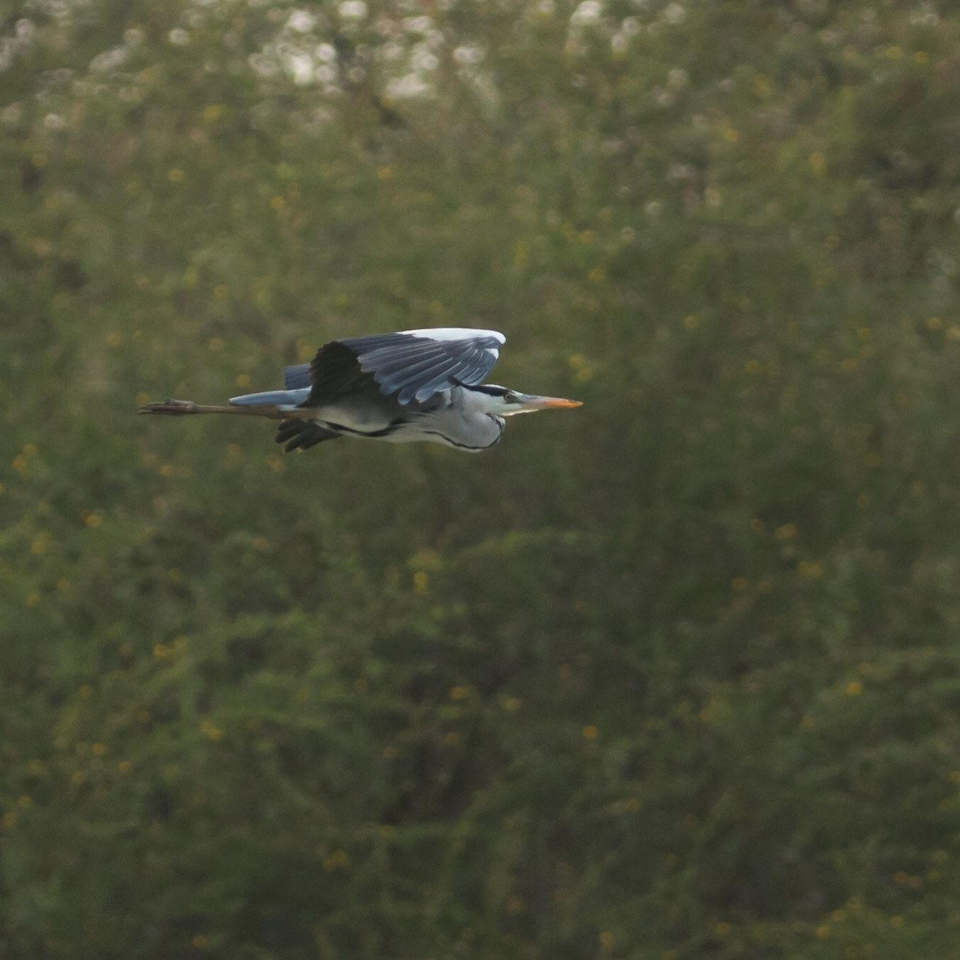 Nikon AF-S Nikkor 300mm F2.8G ED-IF VR sample photo