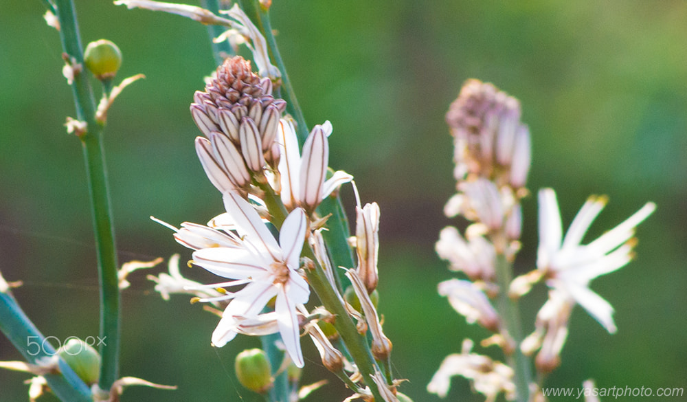 Nikon D3100 + AF Nikkor 70-210mm f/4-5.6 sample photo. Fleur blanche sauvage photography