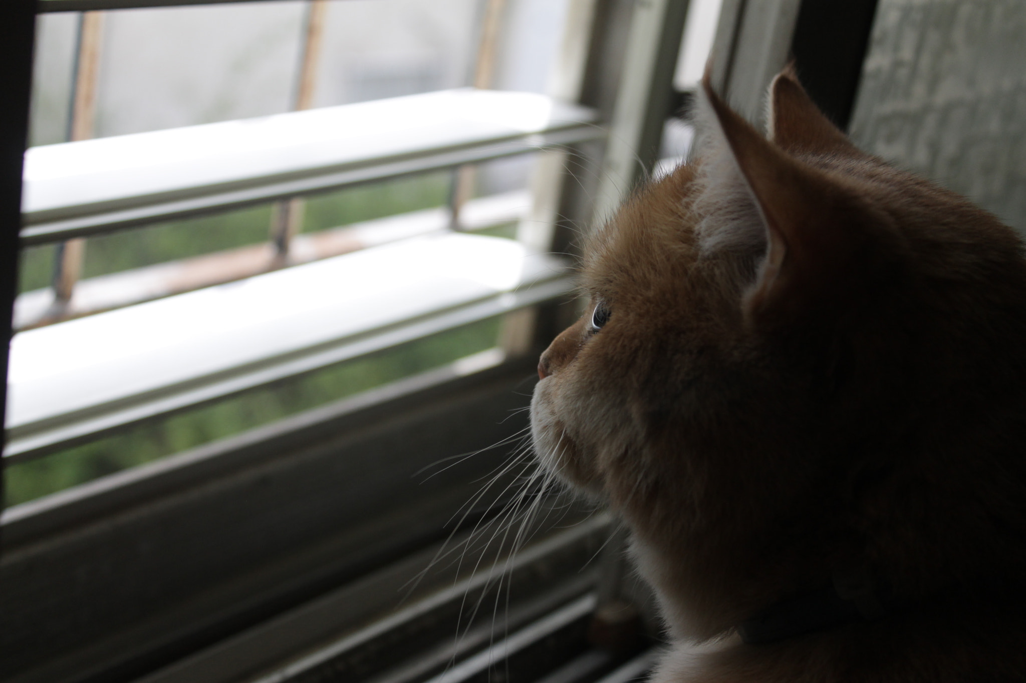 Canon EOS 1100D (EOS Rebel T3 / EOS Kiss X50) sample photo. Elvin's new tv photography