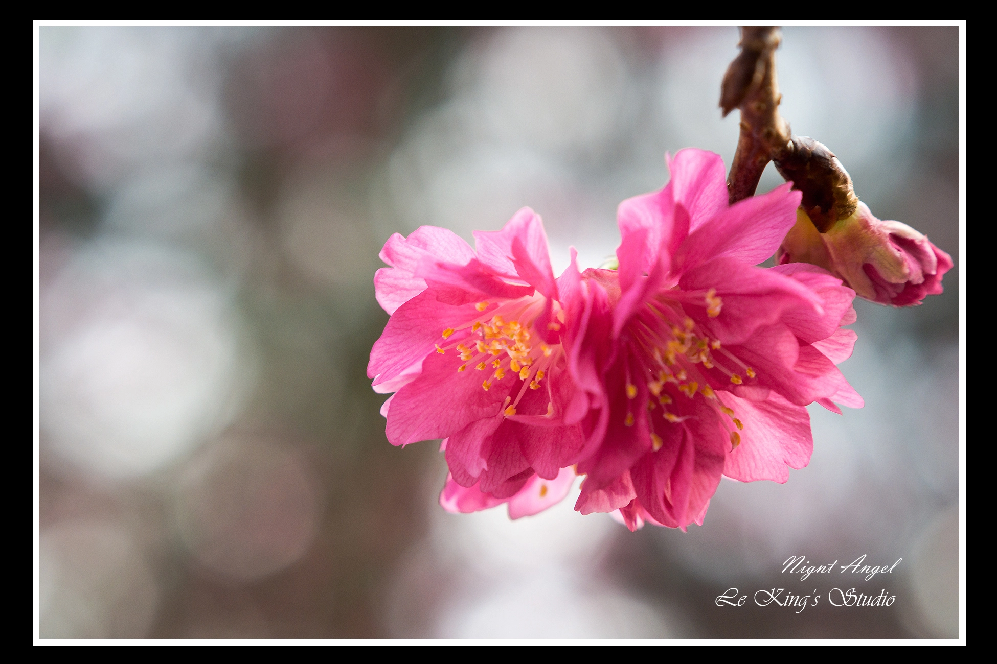 Olympus PEN E-PL6 + Olympus M.Zuiko Digital 45mm F1.8 sample photo. Prunus serrulata 山櫻 photography