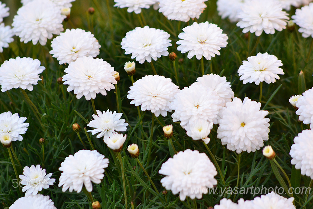 AF Nikkor 70-210mm f/4-5.6 sample photo. Fleur blanches photography