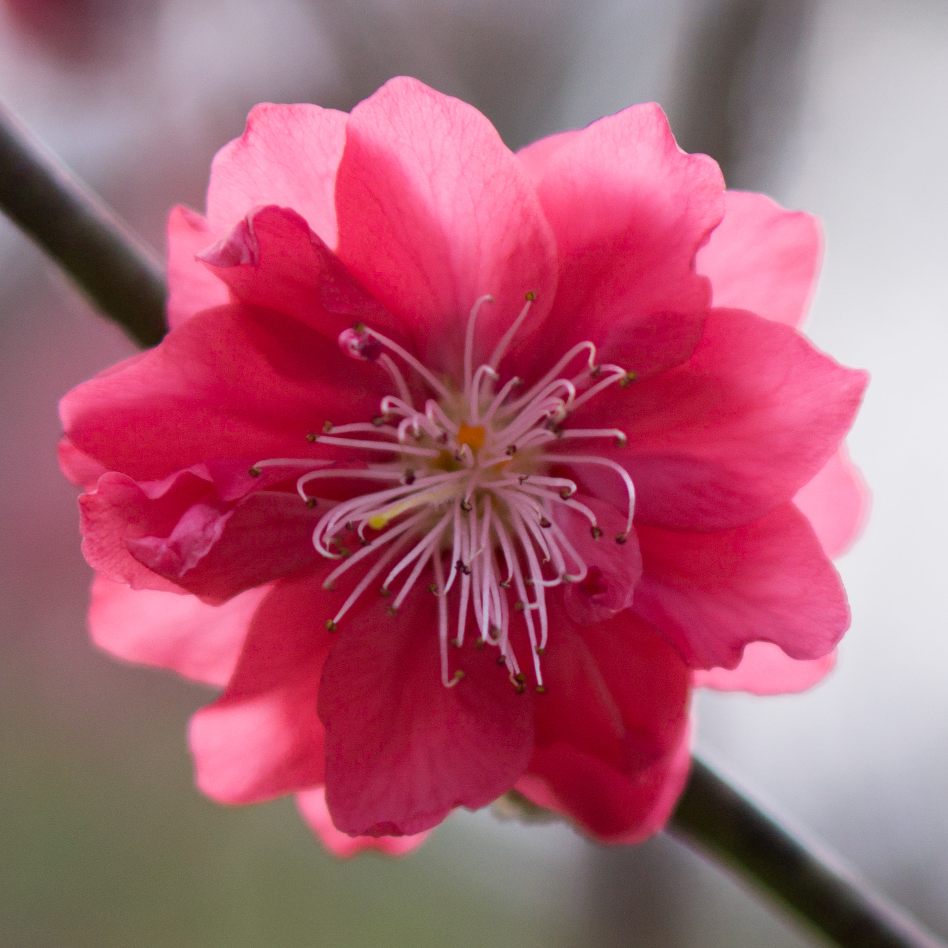 Sony a5100 + E 50mm F1.8 OSS sample photo. Peach photography