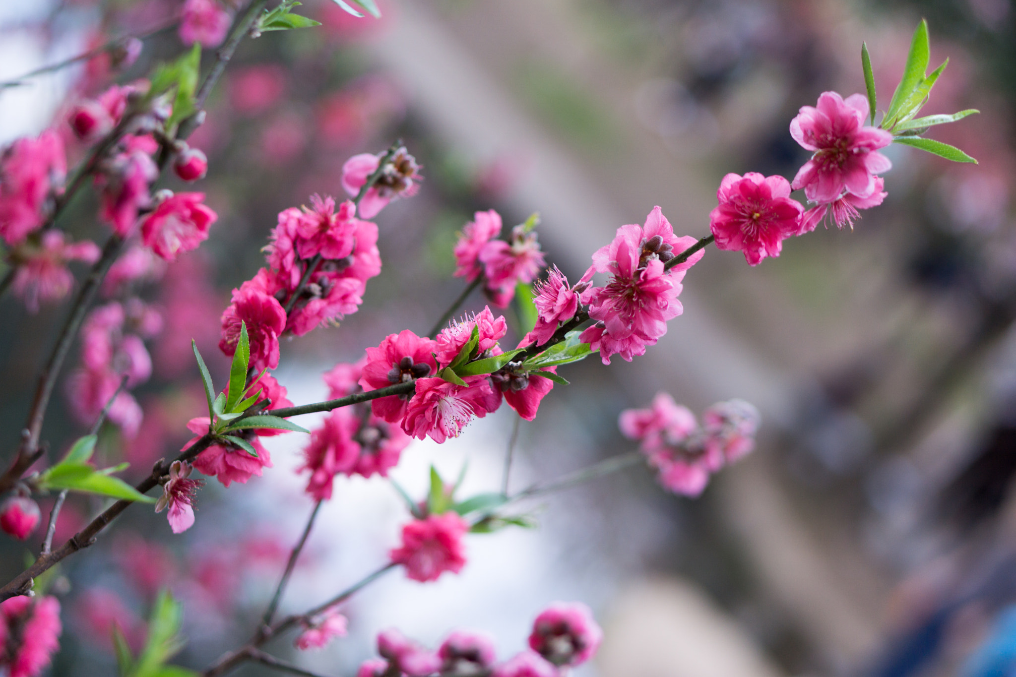 Sony a5100 + E 50mm F1.8 OSS sample photo. Peach photography
