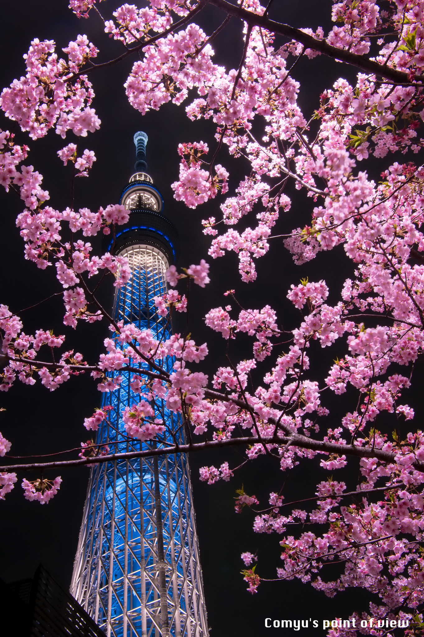 Nikon AF-S Nikkor 24-70mm F2.8E ED VR sample photo. Tokyo sakura night photography