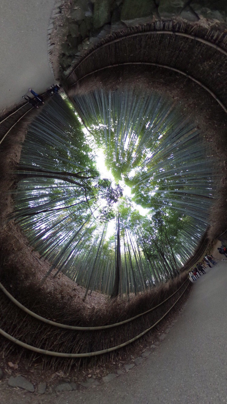 Ricoh Theta S sample photo. Bamboo 竹 photography