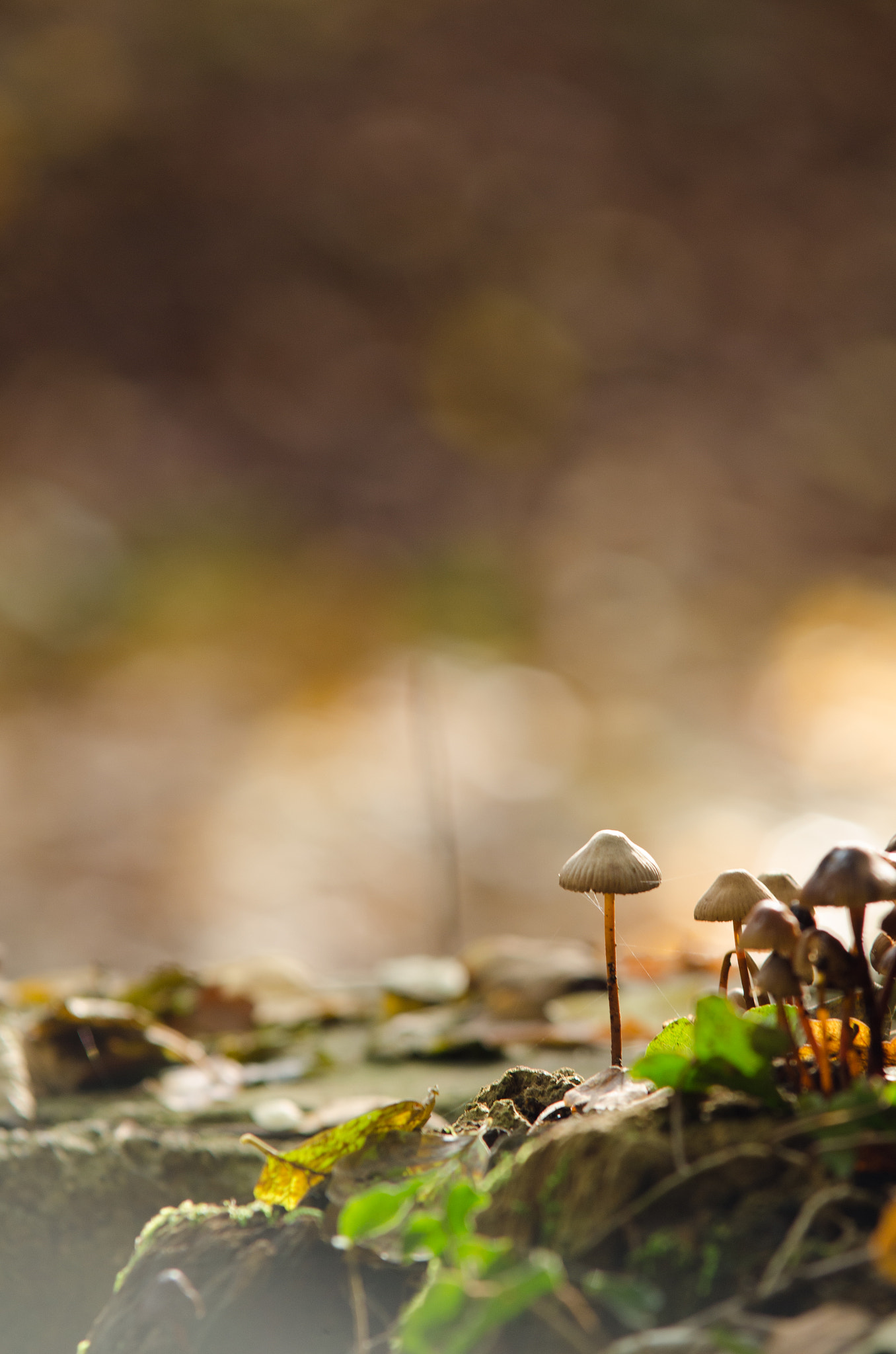 Sigma 70-200mm F2.8 EX DG OS HSM sample photo. Deep forest photography