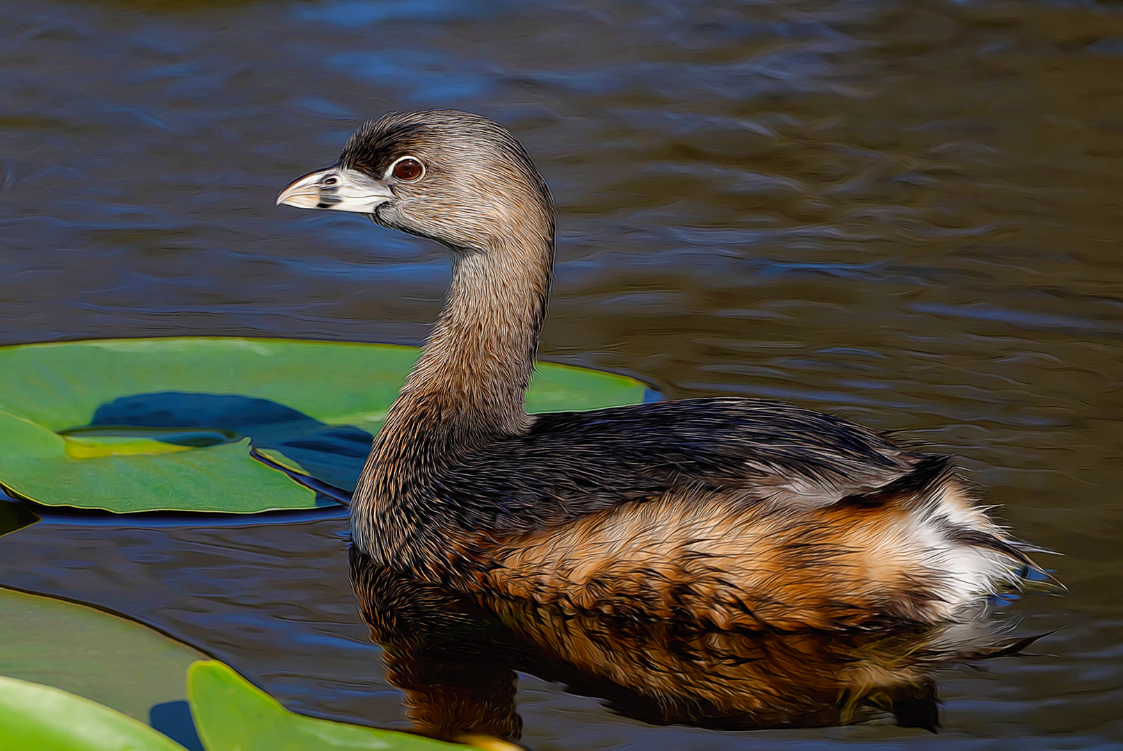 Nikon AF-S Nikkor 200-500mm F5.6E ED VR sample photo. Sunning grebe photography