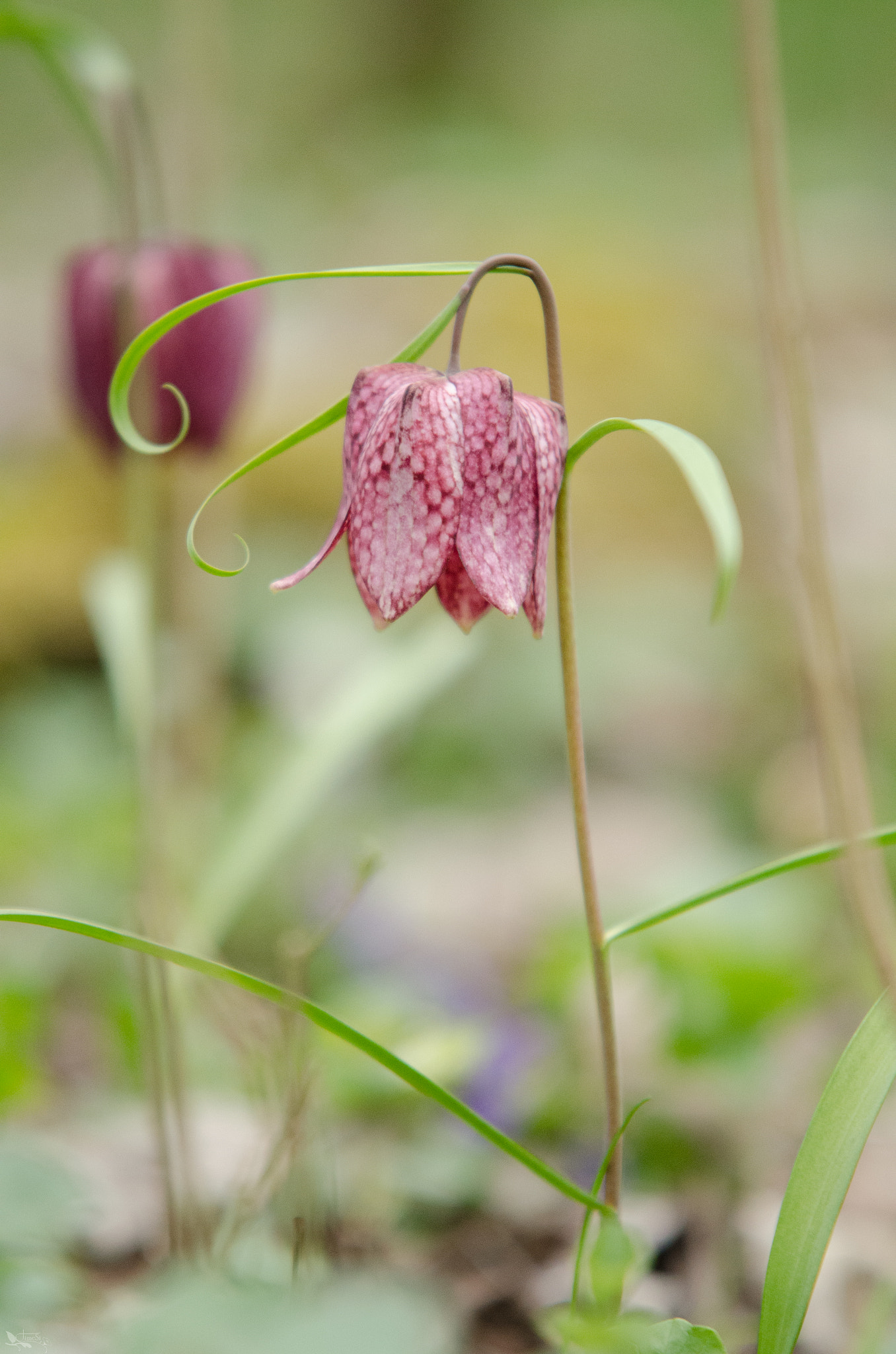 Sigma 70-200mm F2.8 EX DG OS HSM sample photo. Kockás liliom -fritillaria photography