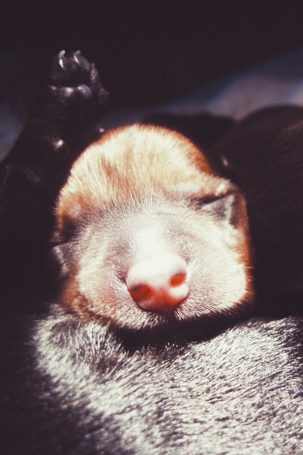 Nikon Coolpix S600 sample photo. Sleepy puppy photography