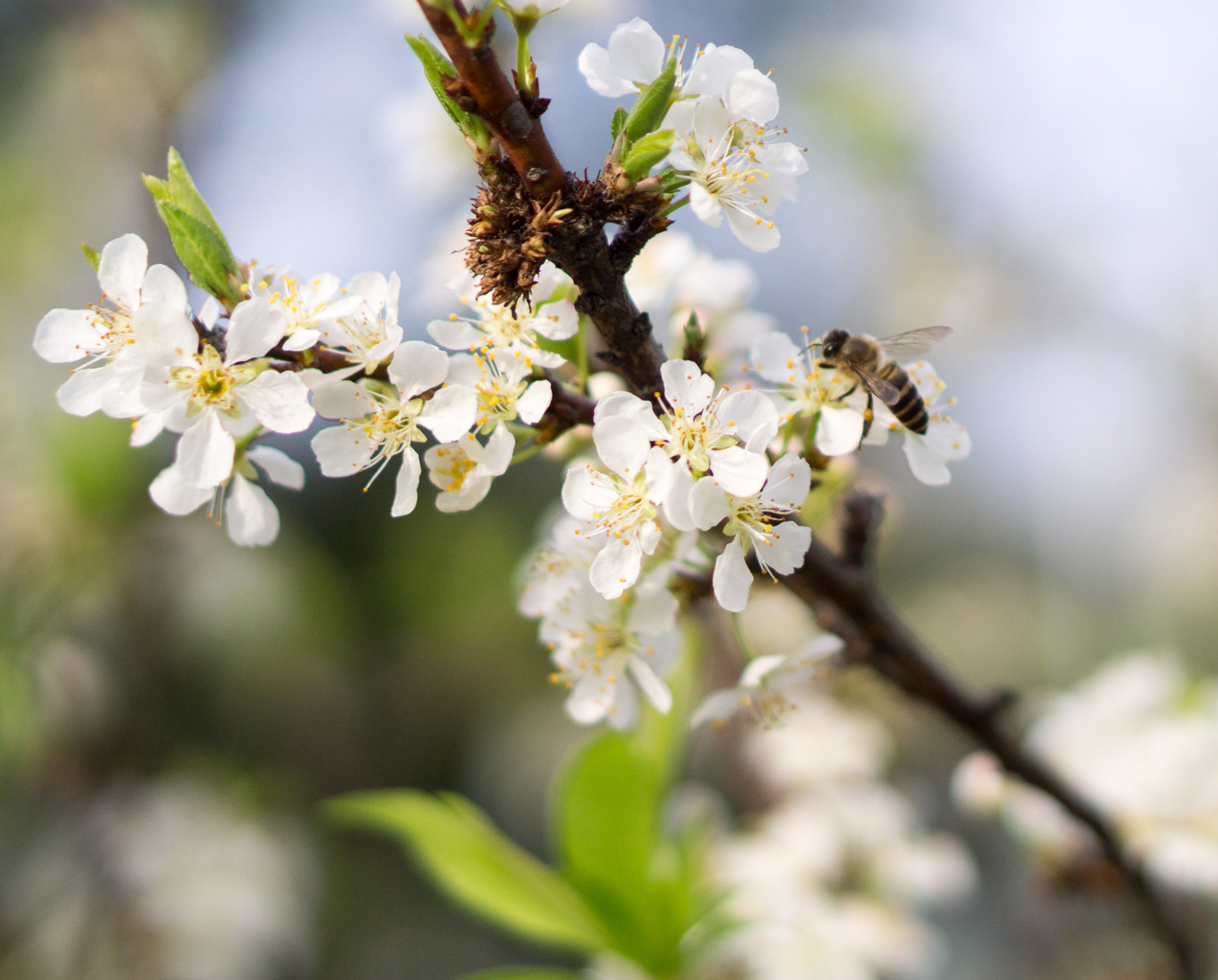 Sony a5100 + E 50mm F1.8 OSS sample photo. Tokyo cherry with a bee photography