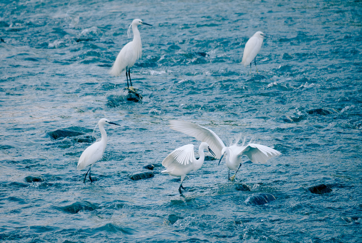 Fujifilm X-A1 + Fujifilm XC 50-230mm F4.5-6.7 OIS sample photo. Egretta garzetta photography