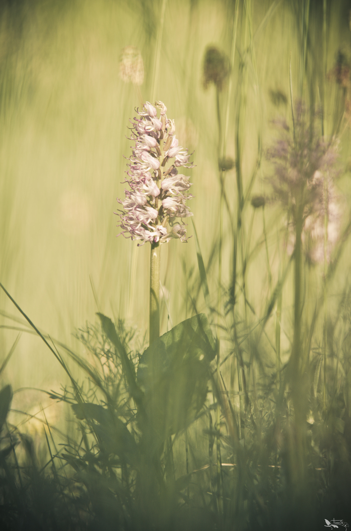 Sigma 70-200mm F2.8 EX DG OS HSM sample photo. Majomkosbor -orchis simia photography