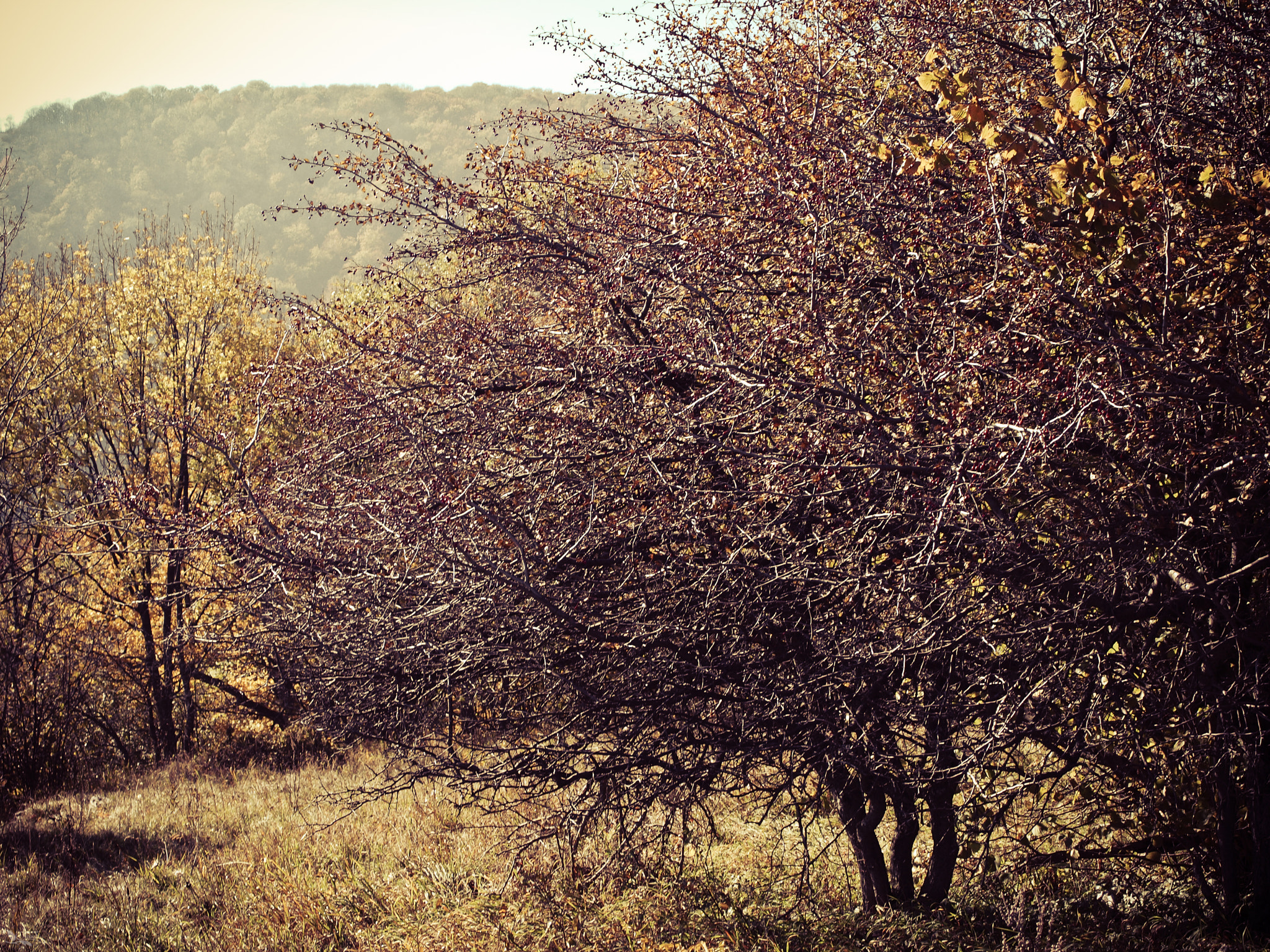 Olympus E-620 (EVOLT E-620) + OLYMPUS 14-42mm Lens sample photo. Autumn mood photography