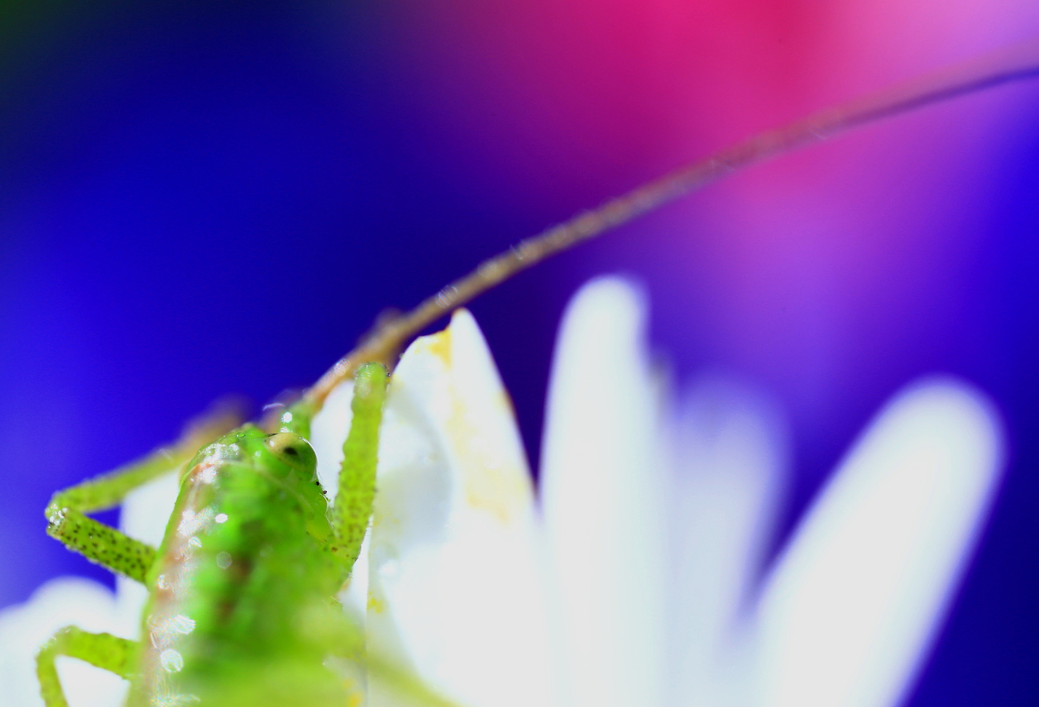 Canon MP-E 65mm F2.5 1-5x Macro Photo sample photo. Spring color photography
