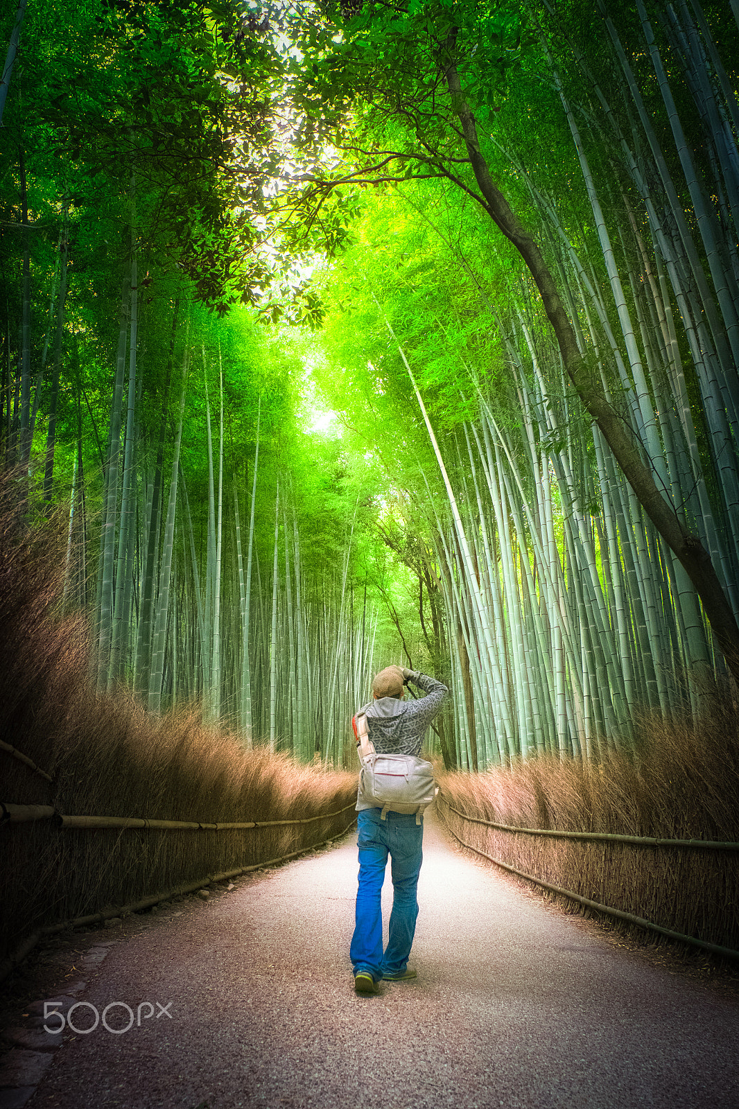 Fujifilm XF 16-55mm F2.8 R LM WR sample photo. Arashiyama bamboo forest photography