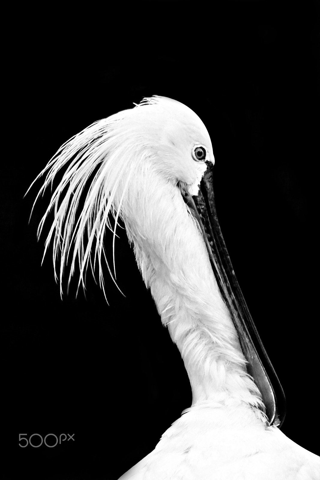 Sigma 150-500mm F5-6.3 DG OS HSM sample photo. Ardlf28 photography