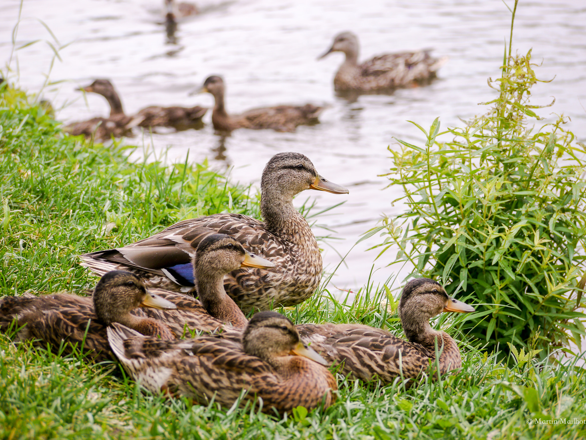 Panasonic Lumix DMC-GH1 sample photo. La famille photography