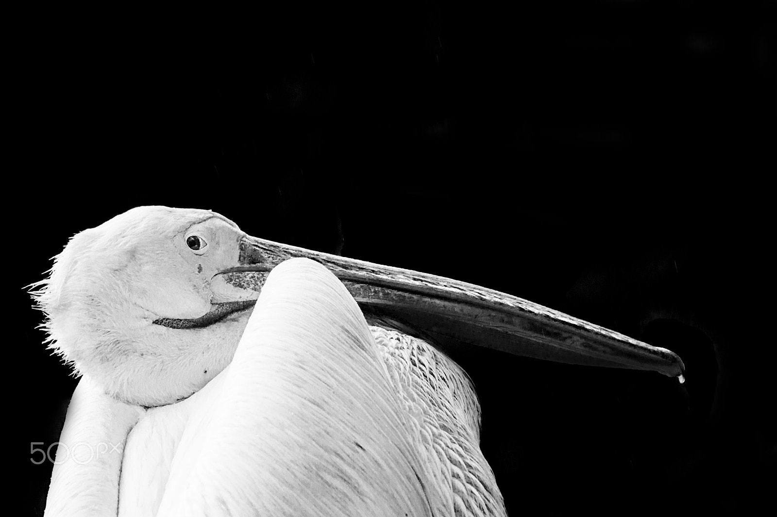 Sigma 150-500mm F5-6.3 DG OS HSM sample photo. Ardlf31 photography