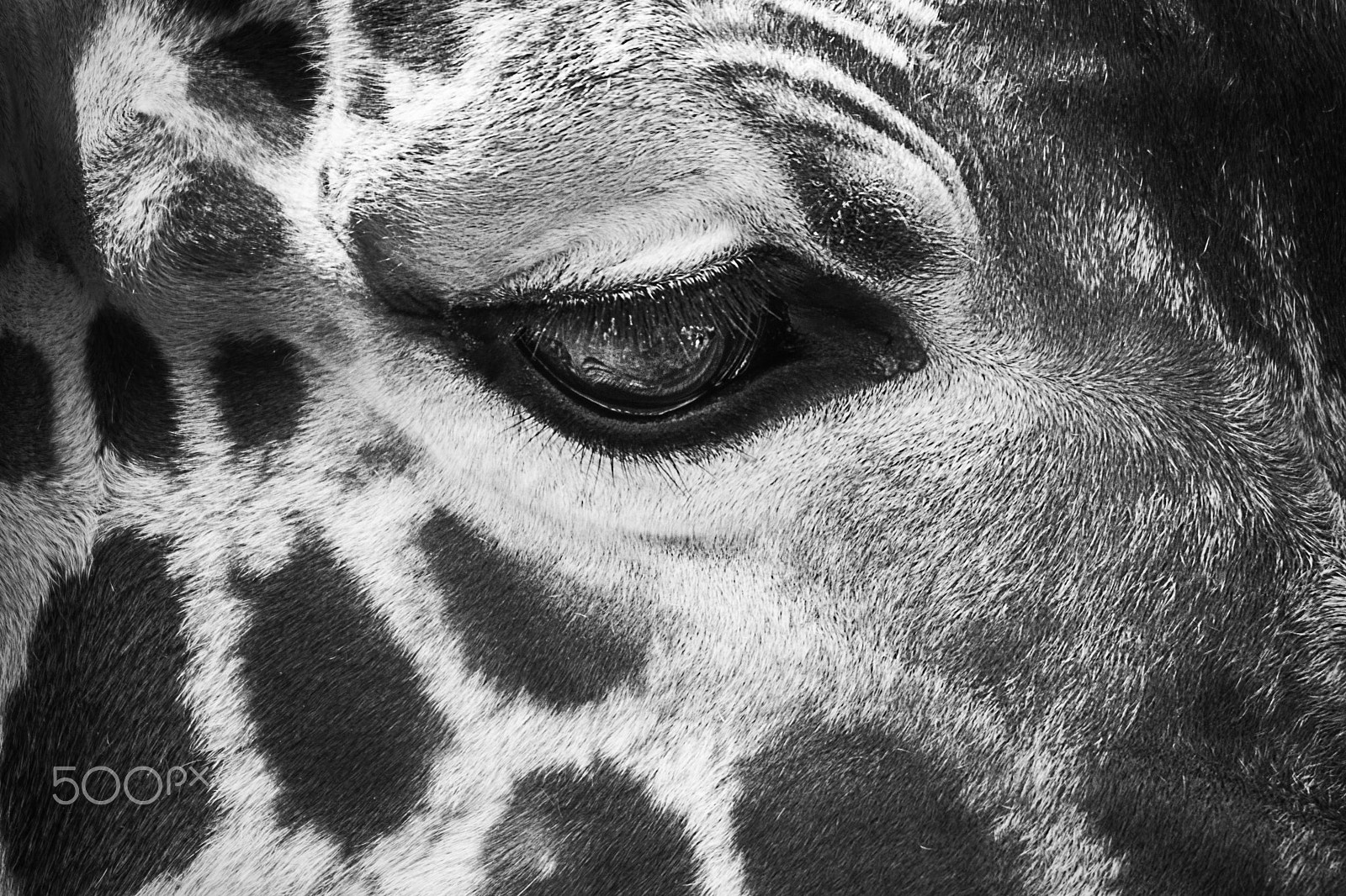 Sigma 150-500mm F5-6.3 DG OS HSM sample photo. Ardlf32 photography