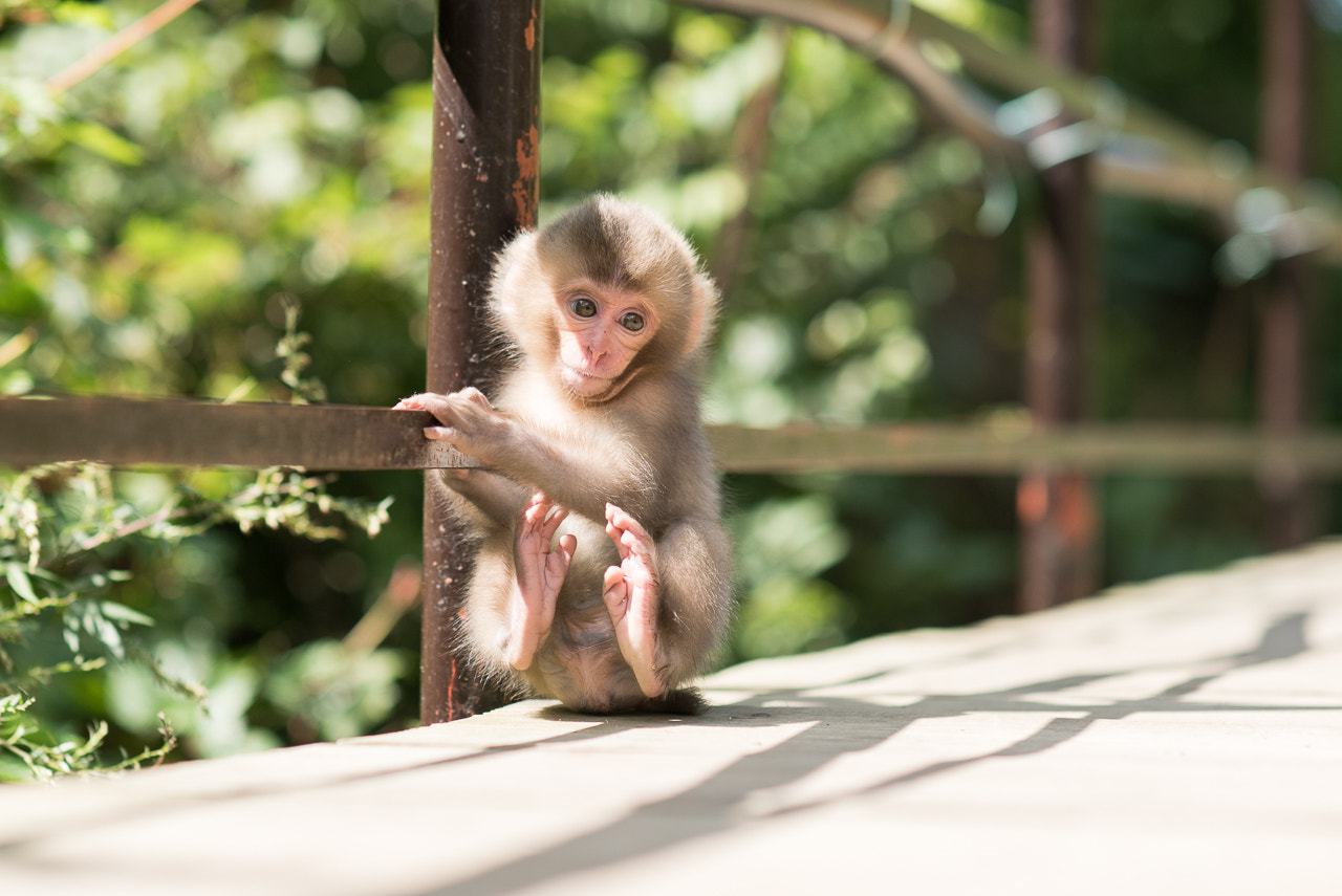 Sony Planar T* 85mm F1.4 ZA sample photo. Alone photography